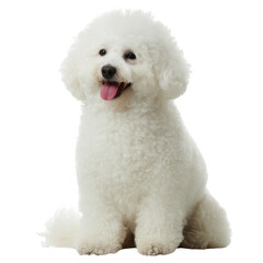 Obraz premium A cheerful white Bichon Frise dog, sitting happily while looking at the camera. Its fluffy coat and playful demeanor make it an adorable companion.