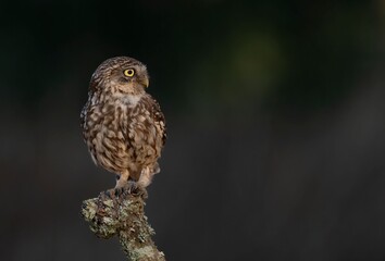 Small owl perched on a branch with bright yellow eyes.