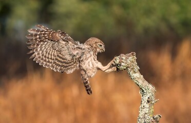 Little owl landing on a branch.