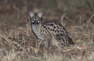 Spotted genet in natural habitat