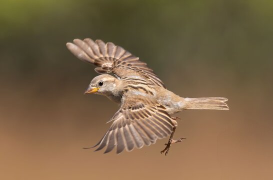 A close-up of a sparrow in mid-flight with wings spread - Powered by Adobe