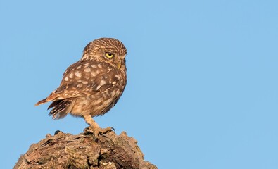 Little owl against a clear sky