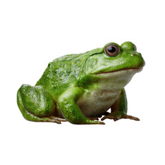 Obraz premium A close-up of a vibrant green frog perched gracefully, showcasing its smooth skin and detailed features against a white isolated background.