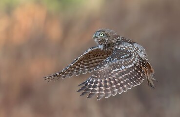 Little owl in flight