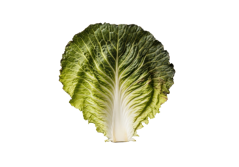 Large wilted cabbage leaf with limp texture and browning edges on a clean transparent studio background, top-down view, crisp shadowless lighting, concept of organic decay and botanical study