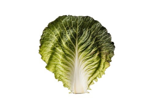 Large wilted cabbage leaf with limp texture and browning edges on a clean transparent studio background, top-down view, crisp shadowless lighting, concept of organic decay and botanical study
