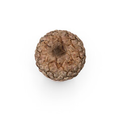 Single Acorn Nut Isolated on Transparent Background