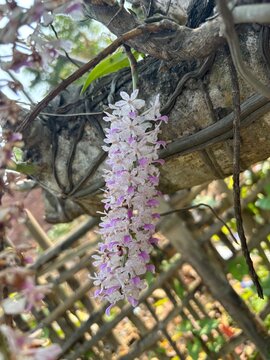 Kopou phool,Kopou flower,foxtail orchid.kopou phool is a most important flower of Assam northeast.This flower is used by bihu dancer