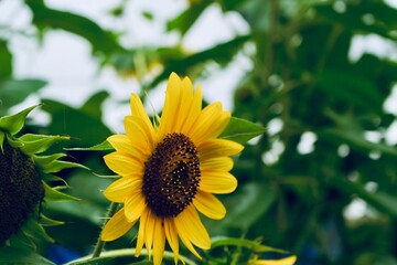 Bright Yellow Sunflower in Full Bloom Under Sunlight, Vibrant Petals and Natural Beauty- 2025-8-5