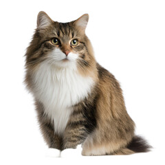 Obraz premium Fluffy Brown and White Cat with Green Eyes Sitting Gracefully