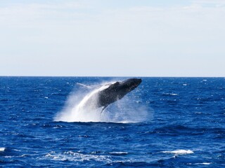 Fototapeta premium 海から跳ね上がるザトウクジラ
