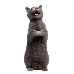 Fototapeta premium A playful gray cat joyfully standing on its hind legs, mouth open in a cheerful expression, against a white isolated background.