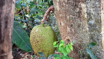 Unripe Jackfruit Growing on Tree in Natural Outdoor Environment, Tropical Fruit Hanging on Trunk in...