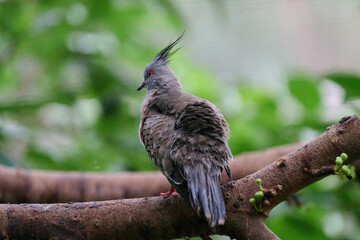 Crested Pigeon (Ocyphaps lophotes) perched on wooden rail with blurred green background in Hong Kong.