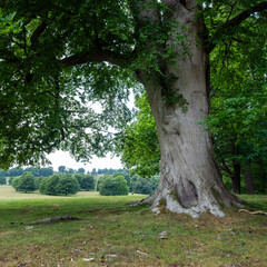 old and thick beech tree in petworth park with other trees in the background