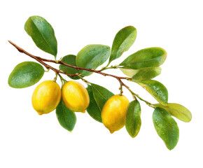 Fresh lemons on a branch with green leaves for culinary use