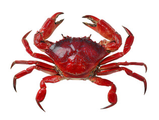 A fresh red crab.