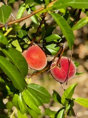 Natural Garden Peaches on Sunny Day