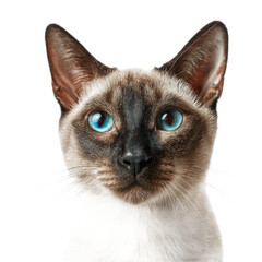 Majestic Siamese Cat with Striking Blue Eyes on Black Background