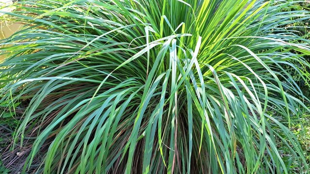 Vibrant Lemongrass Bush (Cymbopogon Citratus) in Natural Setting: Aromatic Leaves Used for Cooking and Essential Oils
