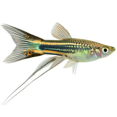 Colorful Freshwater Fish with Bright Scales and Long Fins