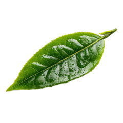 Fresh Green Leaf with Water Droplets Isolated on White Background