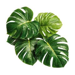 Fresh Green Monstera Leaves with Water Drops on White Background