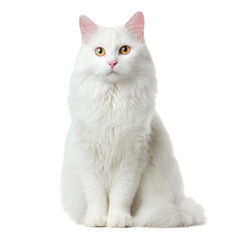 Majestic White Cat with Striking Yellow Eyes Sitting Gracefully
