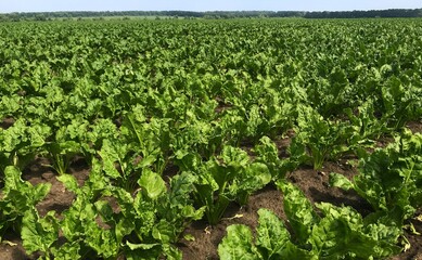 Landscape. A field of sugar beets stretches in neat rows to the horizon. They are growing well,...