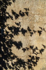 Dappled Leaf Shadows on Textured Concrete Surface