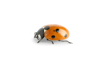 Cute small ladybug on white background