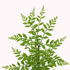 Fototapeta premium Cool Water clover Marsilea minuta - a miniature fern edible herb often referred to as brain food in South Asian cuisine