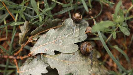 nature macro photos, nature, green, grass, sky, clouds