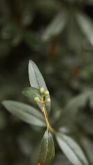Fototapeta premium nature macro photos, nature, green, grass, sky, clouds