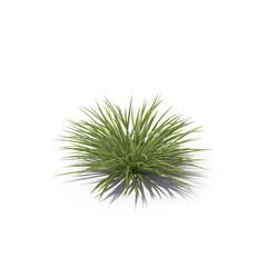 Green Grass Bush Isolated on Transparent Background