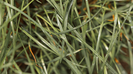 nature macro photos, nature, green, grass, sky, clouds