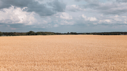 Obraz premium nature background, nature macro, nature, green, grass, sky, clouds