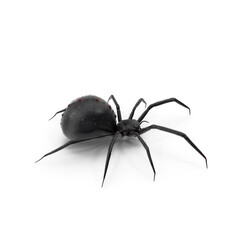 Black Widow Spider Isolated on Transparent Background
