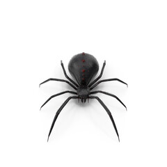 Black Widow Spider Isolated on Transparent Background