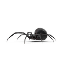 Black Widow Spider Isolated on Transparent Background