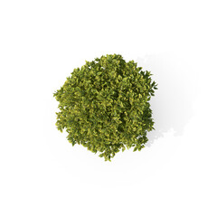 Green Ornamental Tree with Round Crown Isolated on Transparent Background