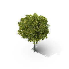 Fototapeta premium Green Ornamental Tree with Round Crown Isolated on Transparent Background