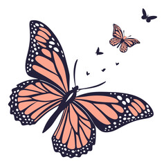 butterfly on a white background