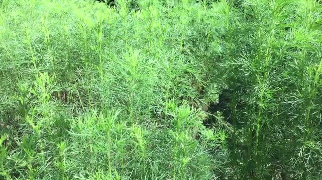 The dog fennel plant, border tree, elegant feather or eupatorium capillifolium is a green plant with green leaves used as an ornamental plant or medicinally for arthritis and insect bites.