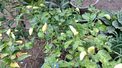 A chili pepper plant displaying a mix of green (unripe) and red (ripe) peppers, illustrating the different stages of maturity.