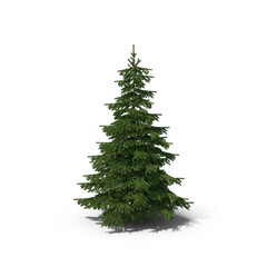Green Pine Tree Isolated on Transparent Background