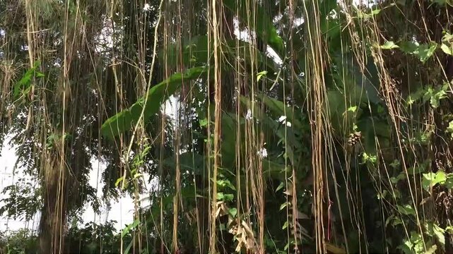 The cissus sicyoides plant, princess vines, curtain ivy or cissus verticillata grows by climbing and climbing on other plants with hanging curtain roots