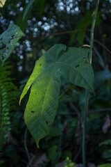 Large green leaves with visible veins and several small holes, possibly caused by insects