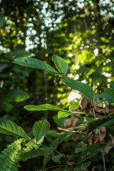 Sunlight filters through the lush forest canopy, highlighting the green foliage