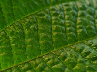 Closeup of a green leaf surface, showing prominent veins and a textured, layered appearance
